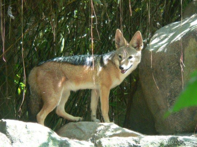 Black-backed jackal