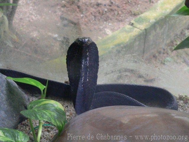 Equatorial spitting cobra *