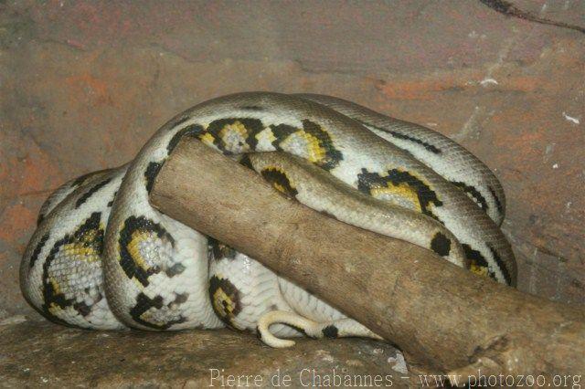 Reticulated python