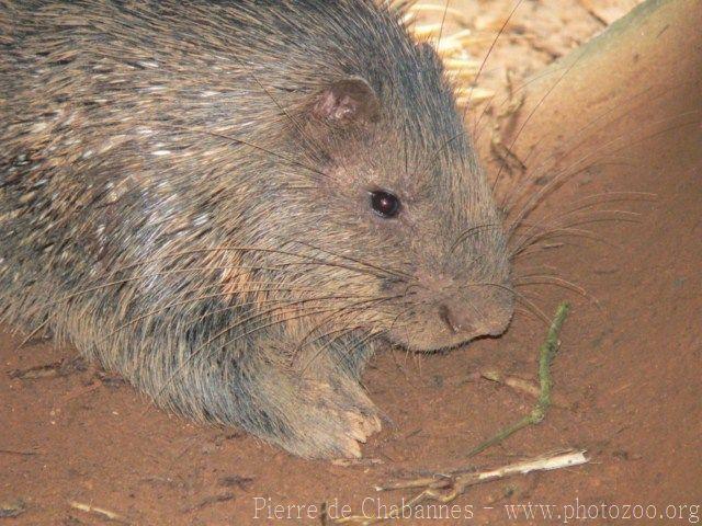 Malayan porcupine