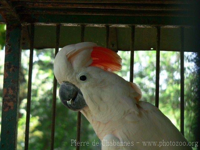 Salmon-crested cockatoo