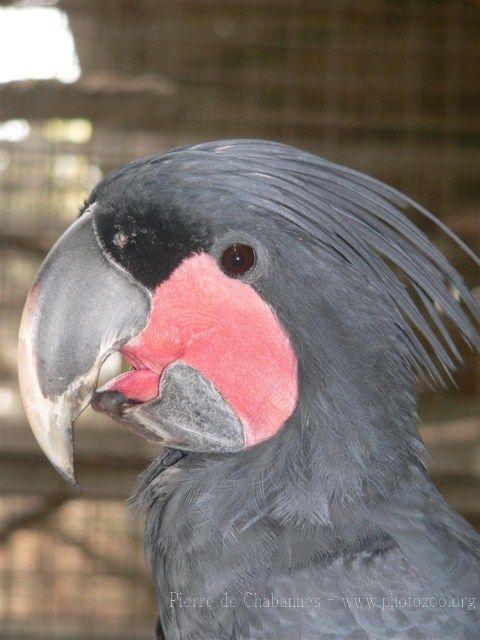 Palm cockatoo