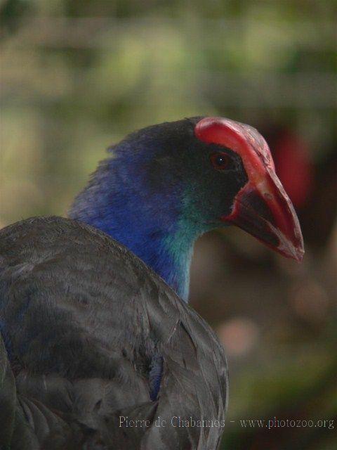 Sunda swamphen