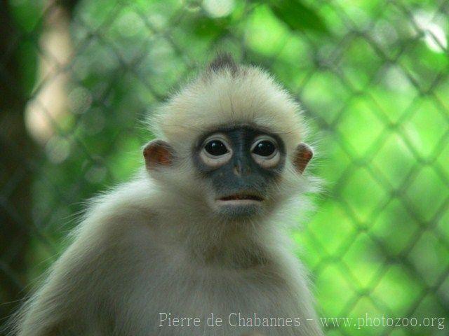 Black-crested sumatran langur *