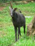 Sumatran serow