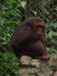 Stump-tailed macaque