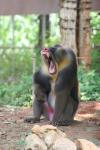 Mandrill