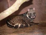 Large indian civet *