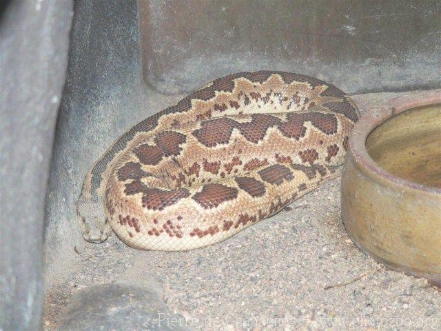 Rough-scaled sand-boa *