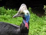 Southern cassowary