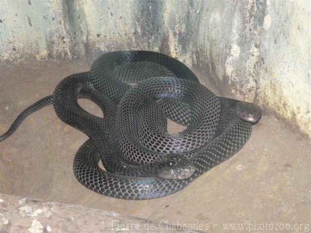 Equatorial spitting cobra