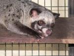 Sunda palm civet *