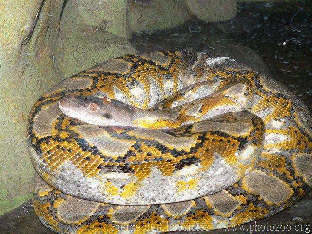 Reticulated python