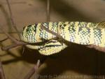 Wagler's pitviper