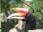 Sumatran rhinoceros hornbill