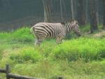 Chapman's zebra