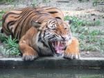 Mainland (Malayan) tiger