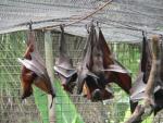 Large flying-fox