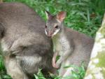 Dusky pademelon