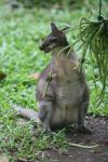 Dusky pademelon