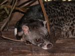 Malay civet *