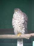 Crested goshawk