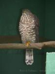 Crested goshawk