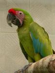 Great green macaw *