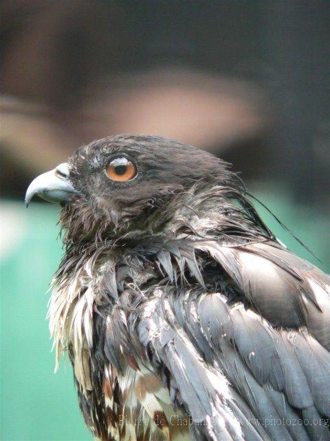 Black bazza