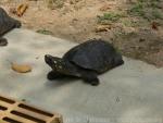 Black pond turtle