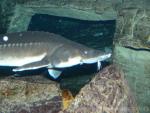 Amur sturgeon