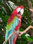 Green-winged macaw