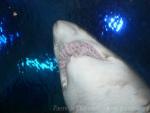 Sand tiger shark *