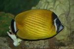 HongKong butterflyfish