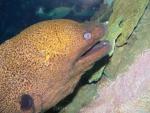 Giant moray