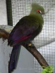 Guinea turaco *