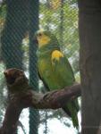 Blue-fronted amazon