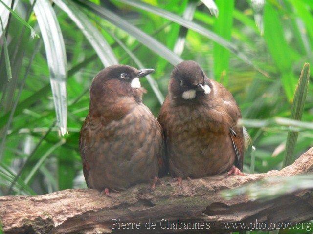 Black-faced laughingthrush *