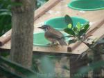 Lesser necklaced laughingthrush *