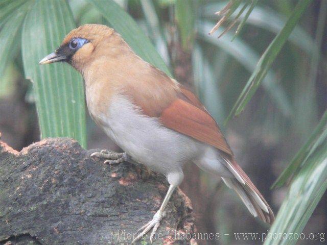 Buffy laughingthrush