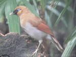 Buffy laughingthrush