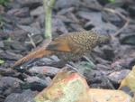 Scaly laughing-thrush *