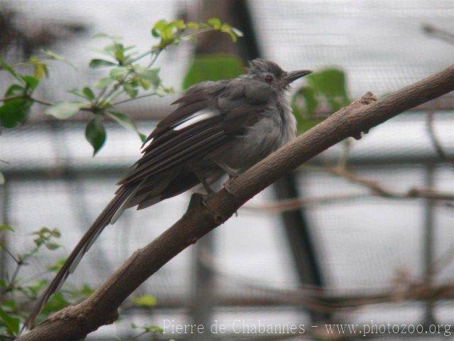 Long-tailed sibia