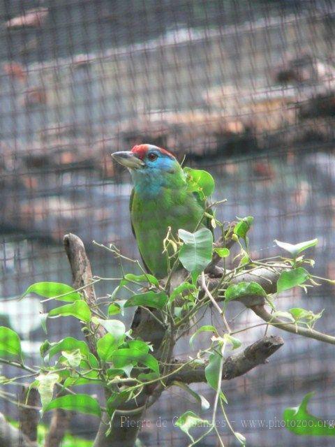 Blue-throated barbet *