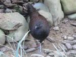 Mountain peacock-pheasant