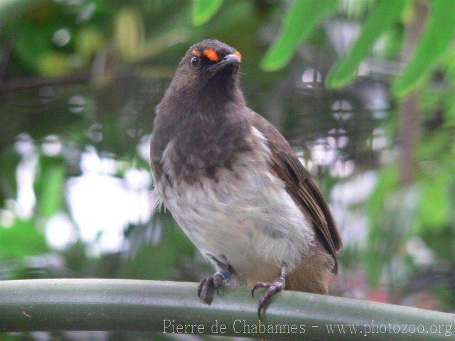 Orange-spotted bulbul *