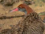 Slaty-breasted rail *