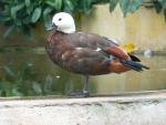 Paradise shelduck