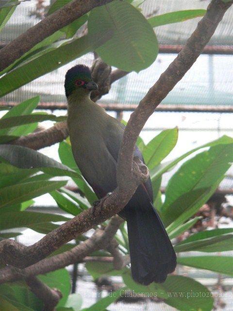 Purple-crested turaco