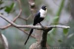 Hong-Kong Park - Edward Youde Aviary